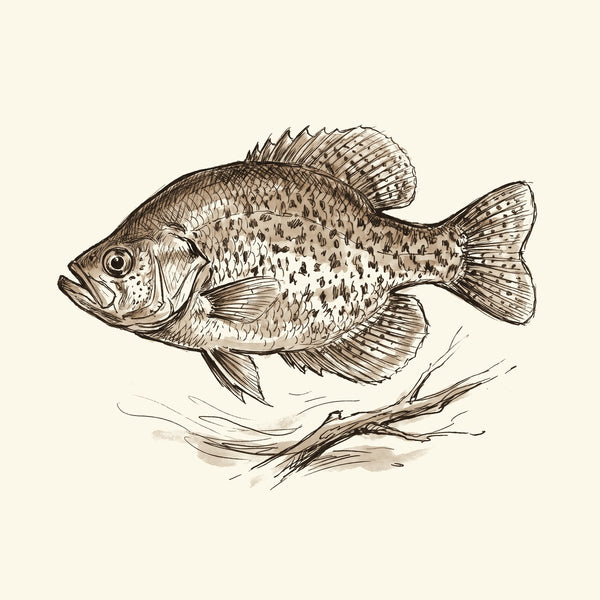 Ink drawing: Crappie & Panfish
