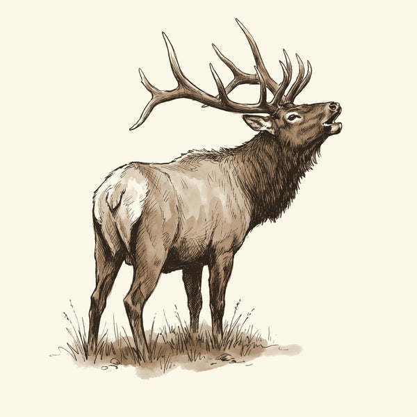 Ink drawing: Elk & Mountain