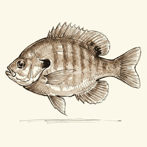 Bluegill & Sunfish