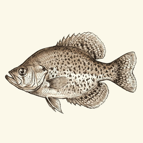 Crappie