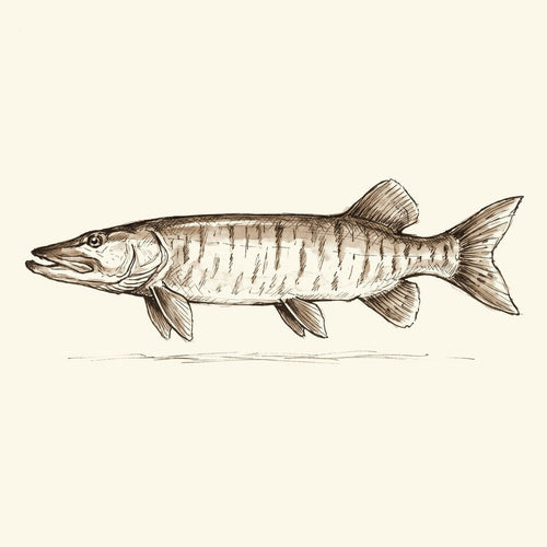 Muskie