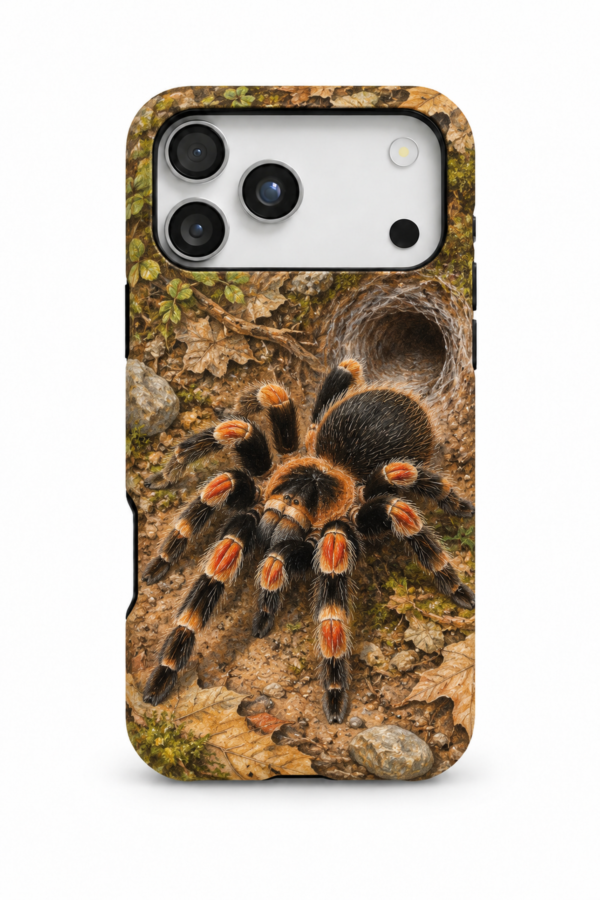 Mexican Red Knee - TPC001TR