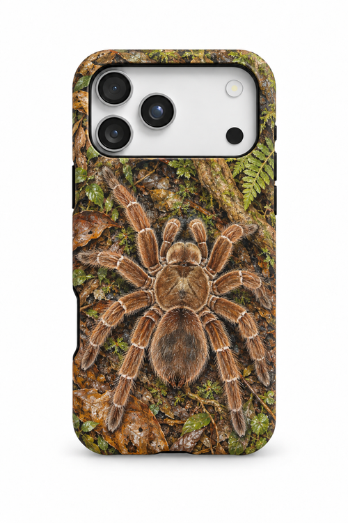 Goliath Birdeater - TPC002TR