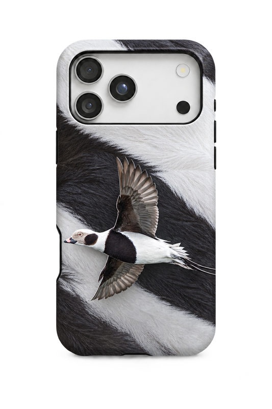 Long-tailed Duck - TPC43SB