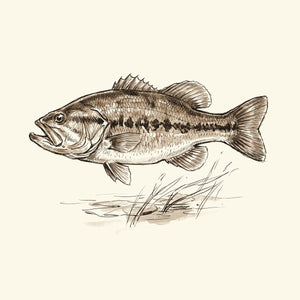 Bass