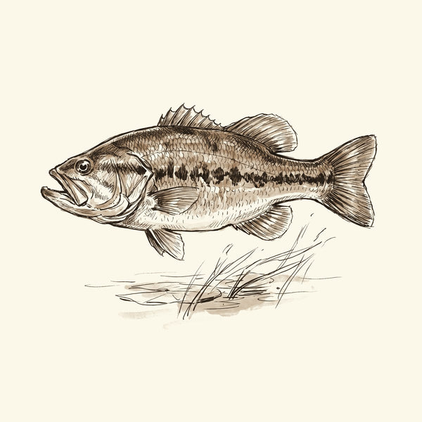 Ink drawing: Bass