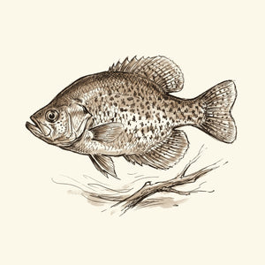 Crappie & Panfish