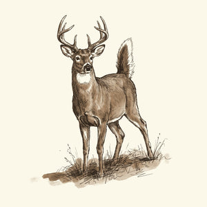Deer