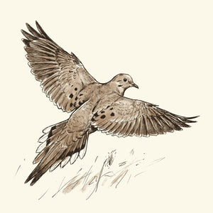 Dove