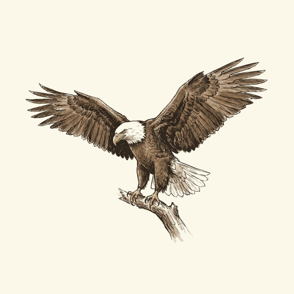 Ink drawing: Eagle