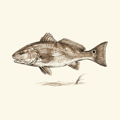 Inshore