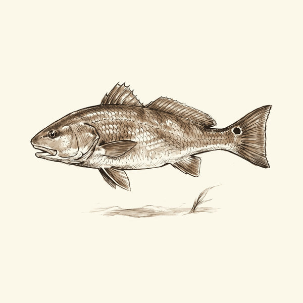 Ink drawing: Inshore