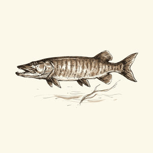 Pike & Muskie