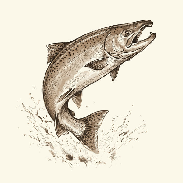 Ink drawing: Salmon & Steelhead