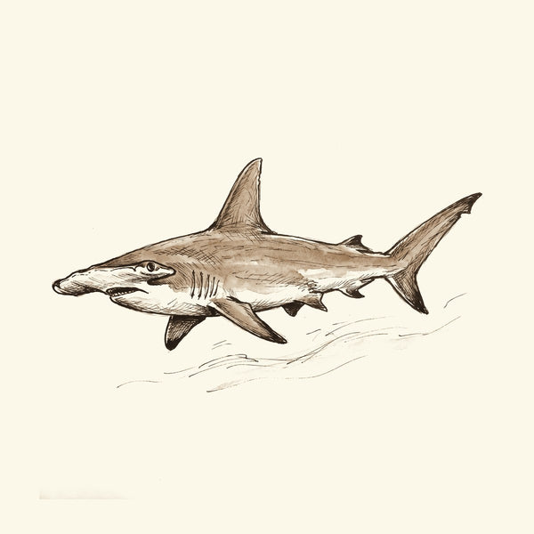 Ink drawing: Shark