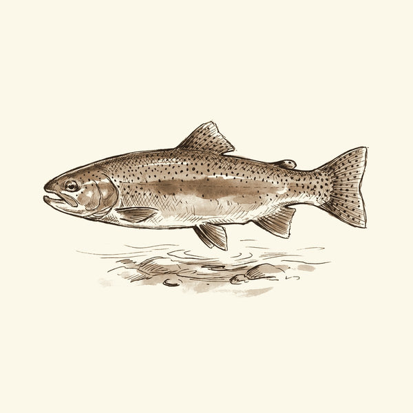 Ink drawing: Trout