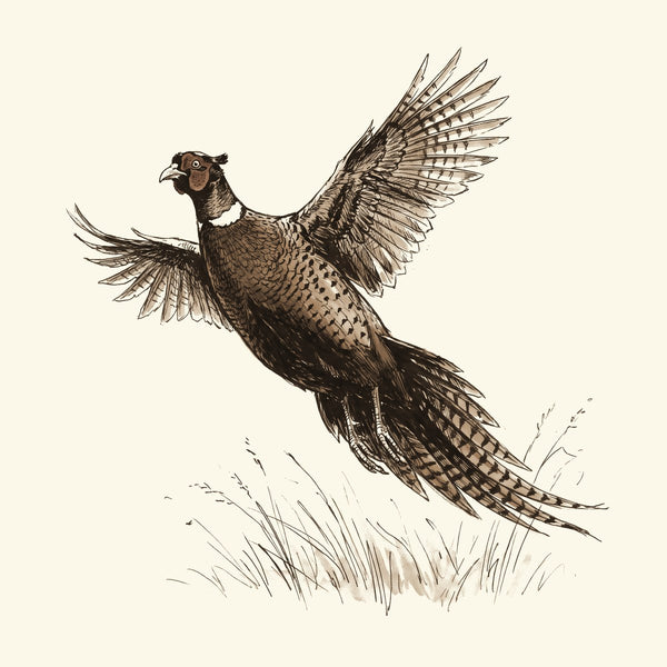Ink drawing: Upland Birds