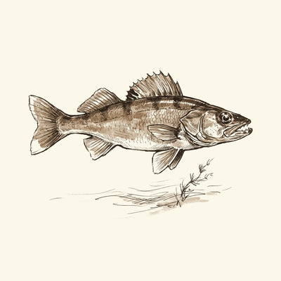 Walleye & Perch